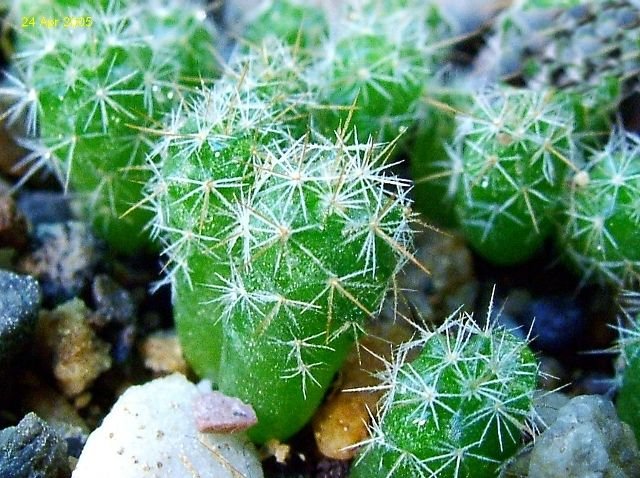 Mammillaria _canelensis _14